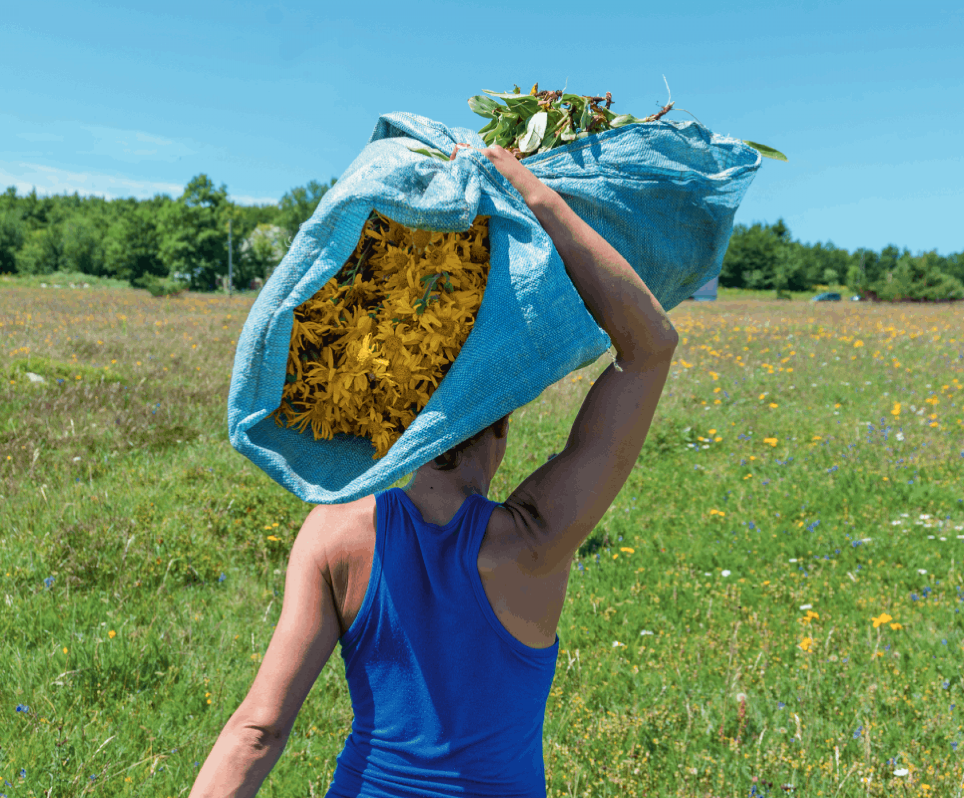 Le respect de la plante d'Arnica et de la biodiversité