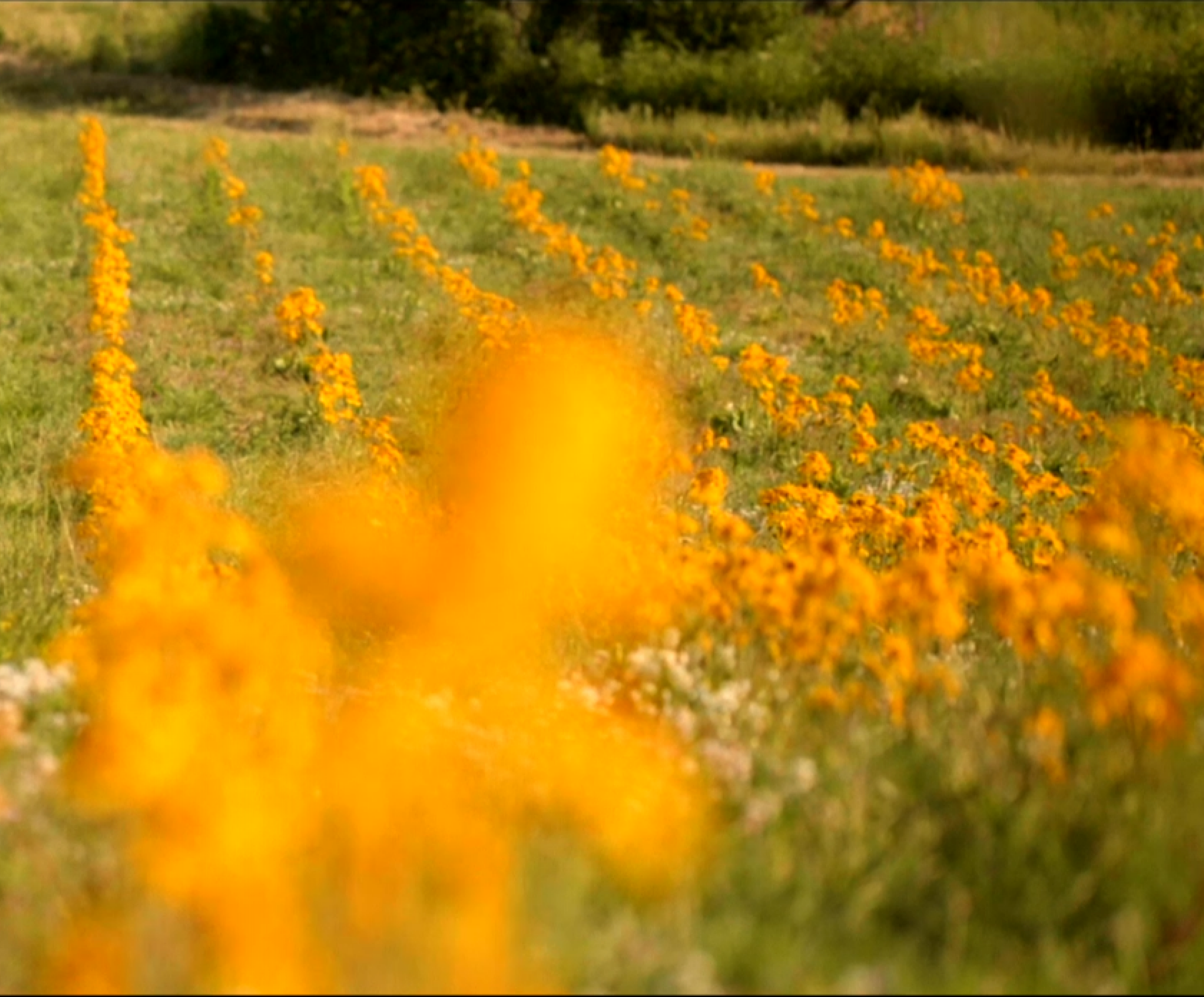 Arnica Boiron