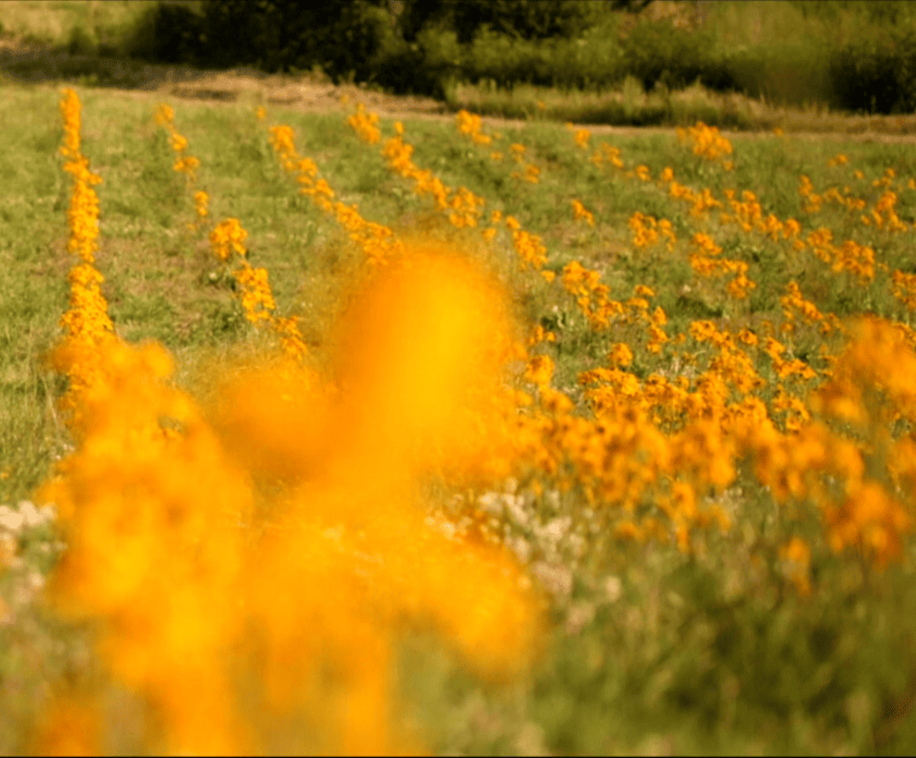 Arnica Boiron
