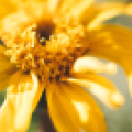 Arnica